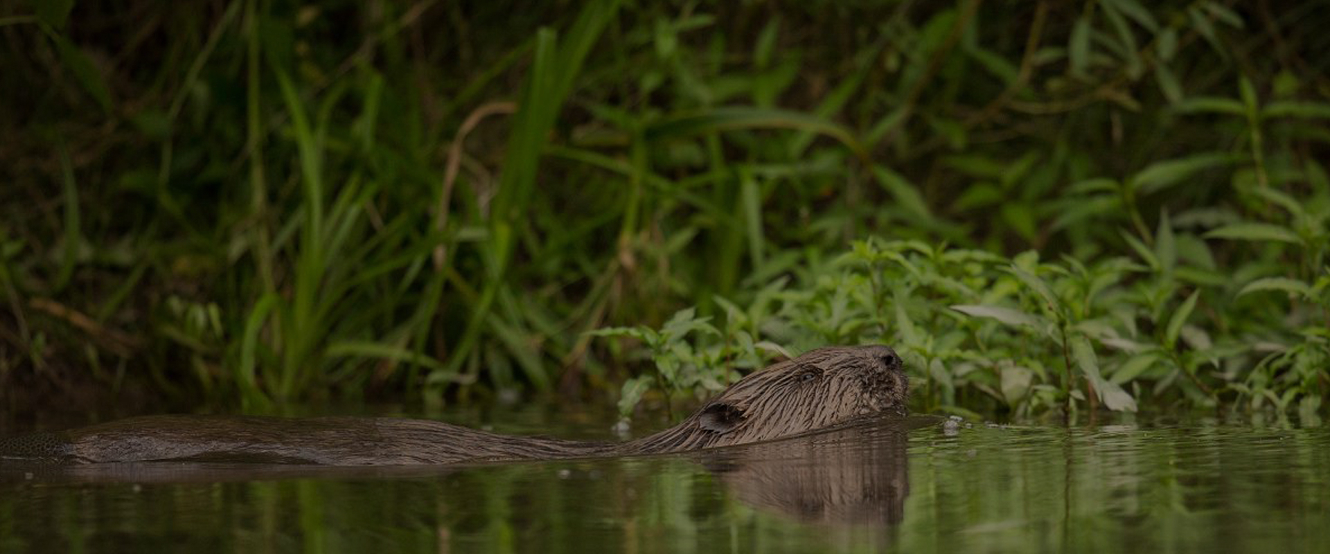 Wild Slovakia with Nigel Marven