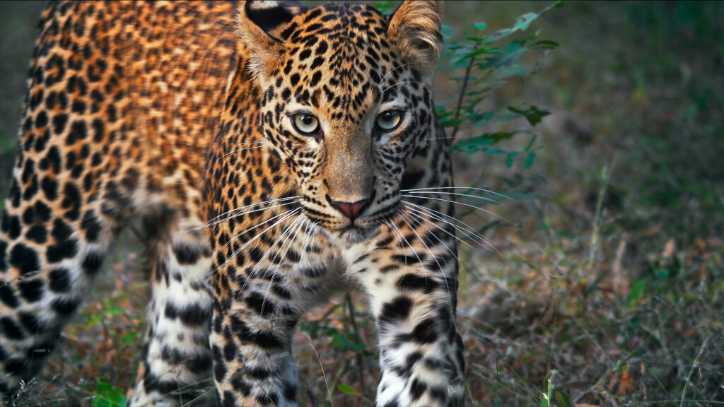 Tiger Legacy — S1E3 — A New Beginning
