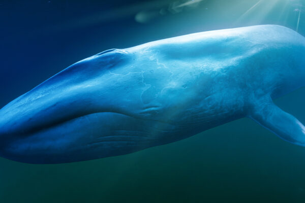 Blue Whales: Return of the Giants