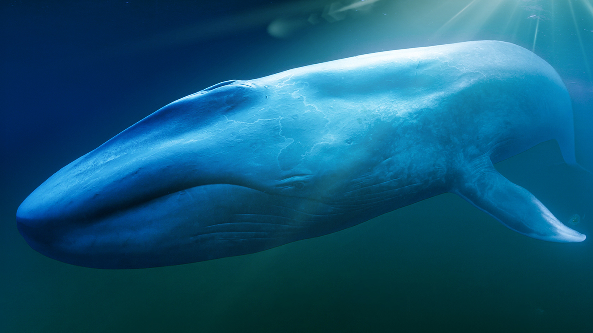 Blue Whales: Return of the Giants