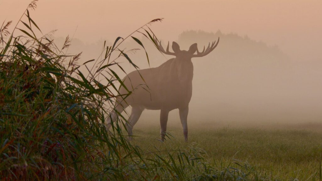 Matsalu Moose: Wild Giants of the Baltics — S1