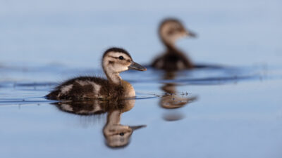 Wings Over Water — Episode 0