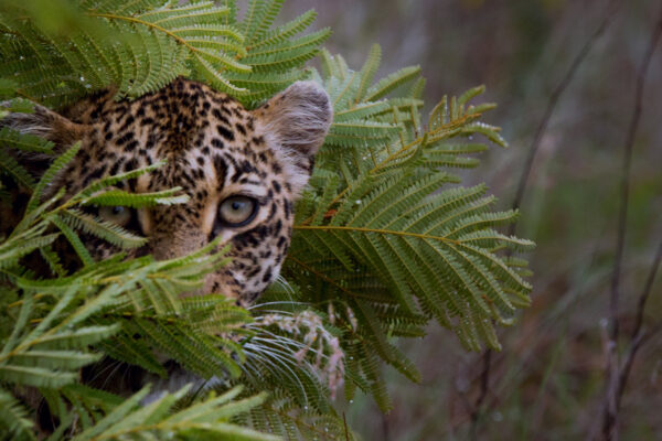 A Game of Leopard Thrones