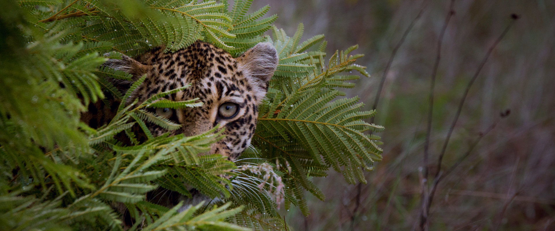 A Game of Leopard Thrones