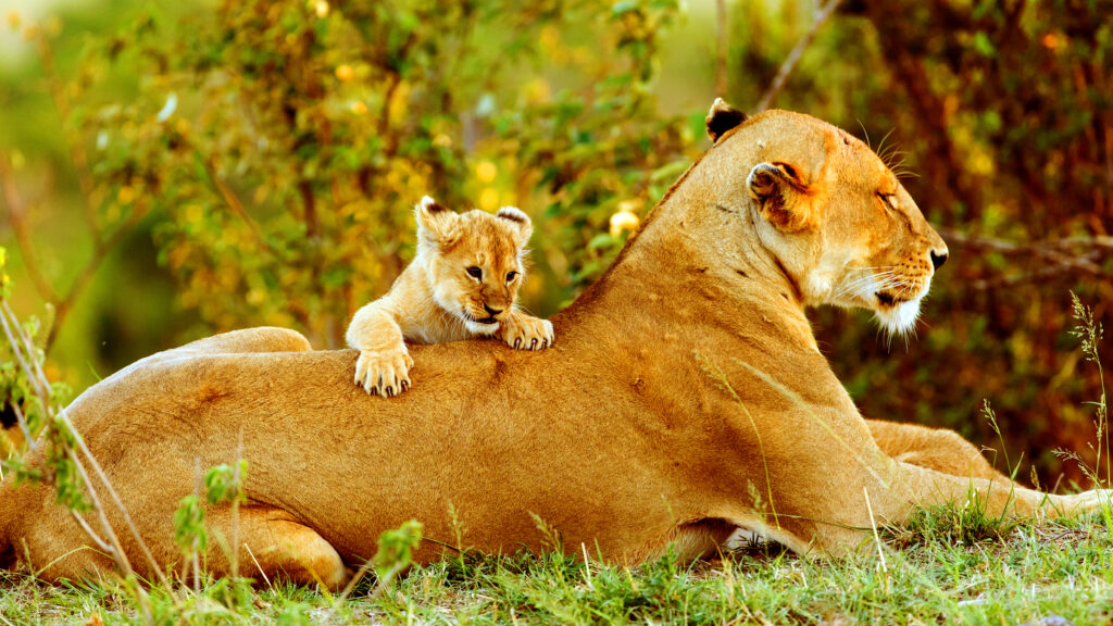 Brotherhood of Lions — S1E2 — Seasons of Plenty