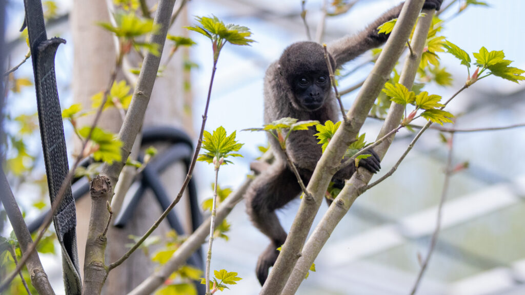 Monkey Life — S14E1 — 1401