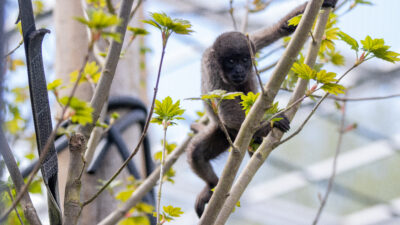 Monkey Life — Episode 1