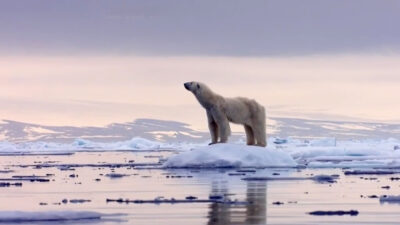 Predators — Episode 0