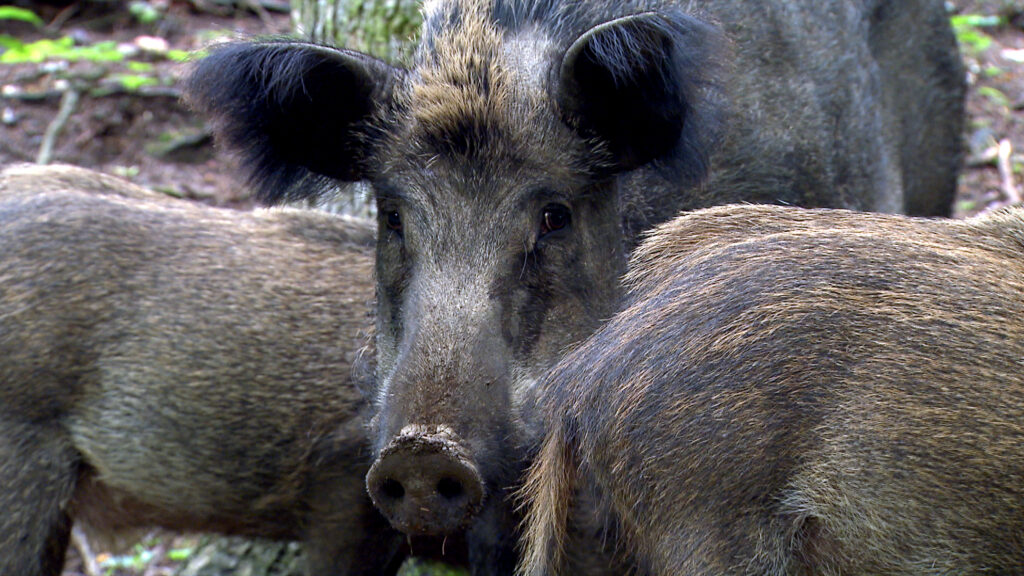 Wild Boar: Powrót - S1