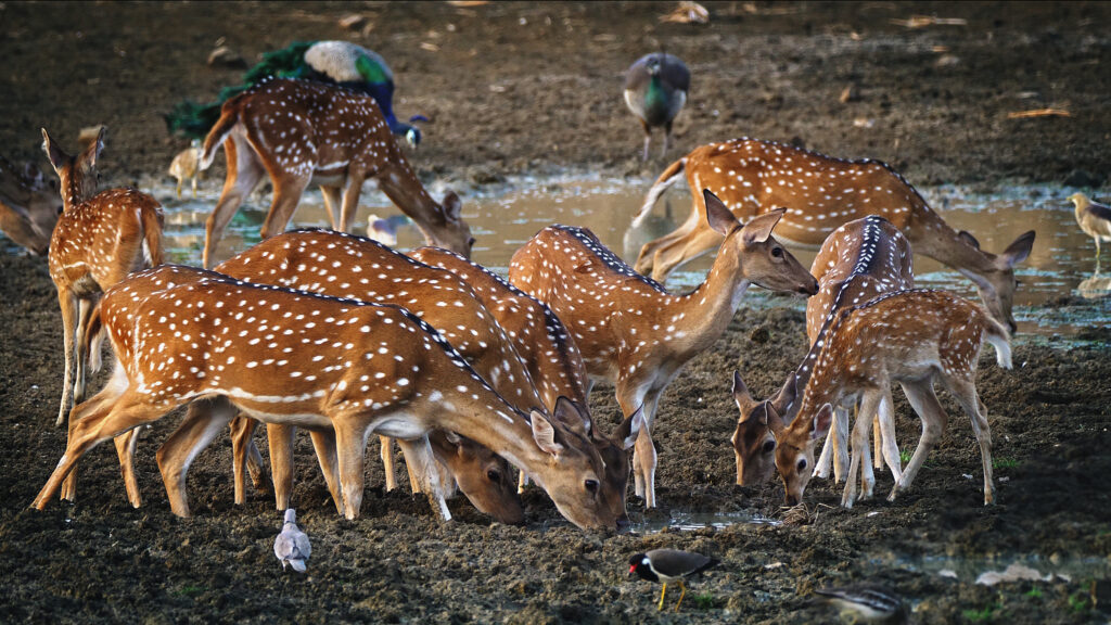 Tiger Legacy — S1E2 — The Aspiring King of North Tadoba