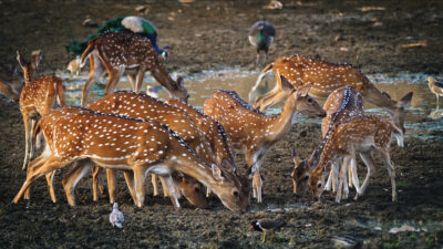 The Aspiring King of North Tadoba