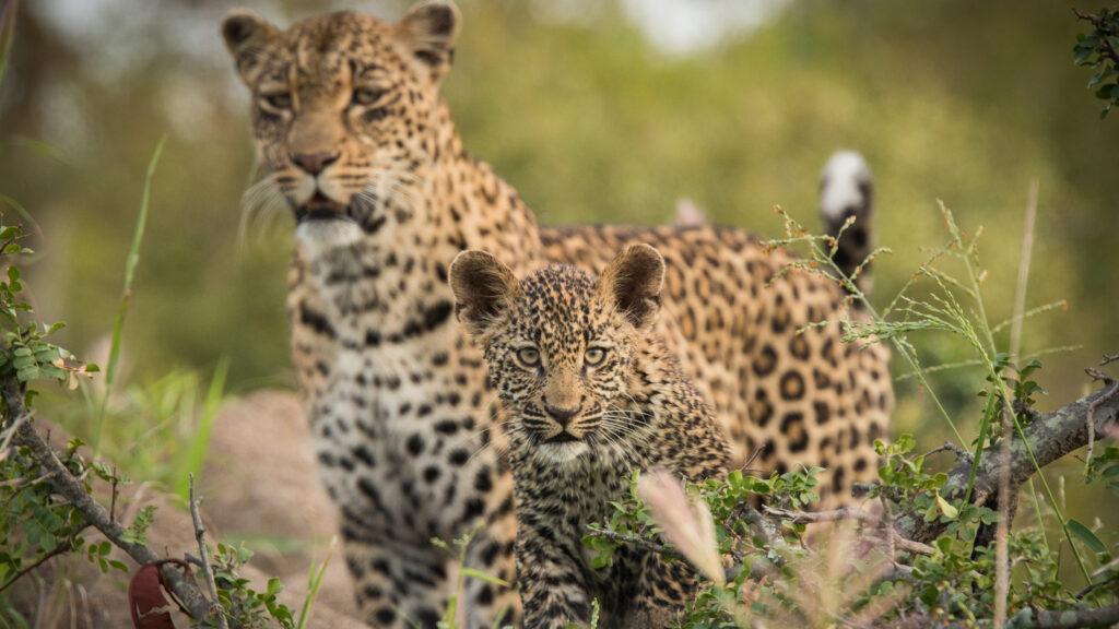 A Game of Leopard Thrones — S1E1 — The Queen is Dead