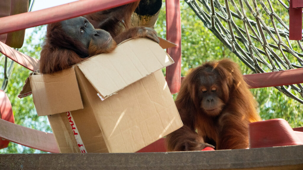 Monkey Life — S14E7 — 1407