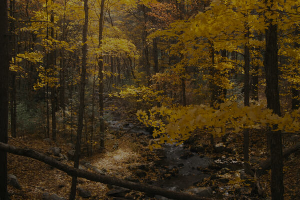New England's Wildlife Wonders