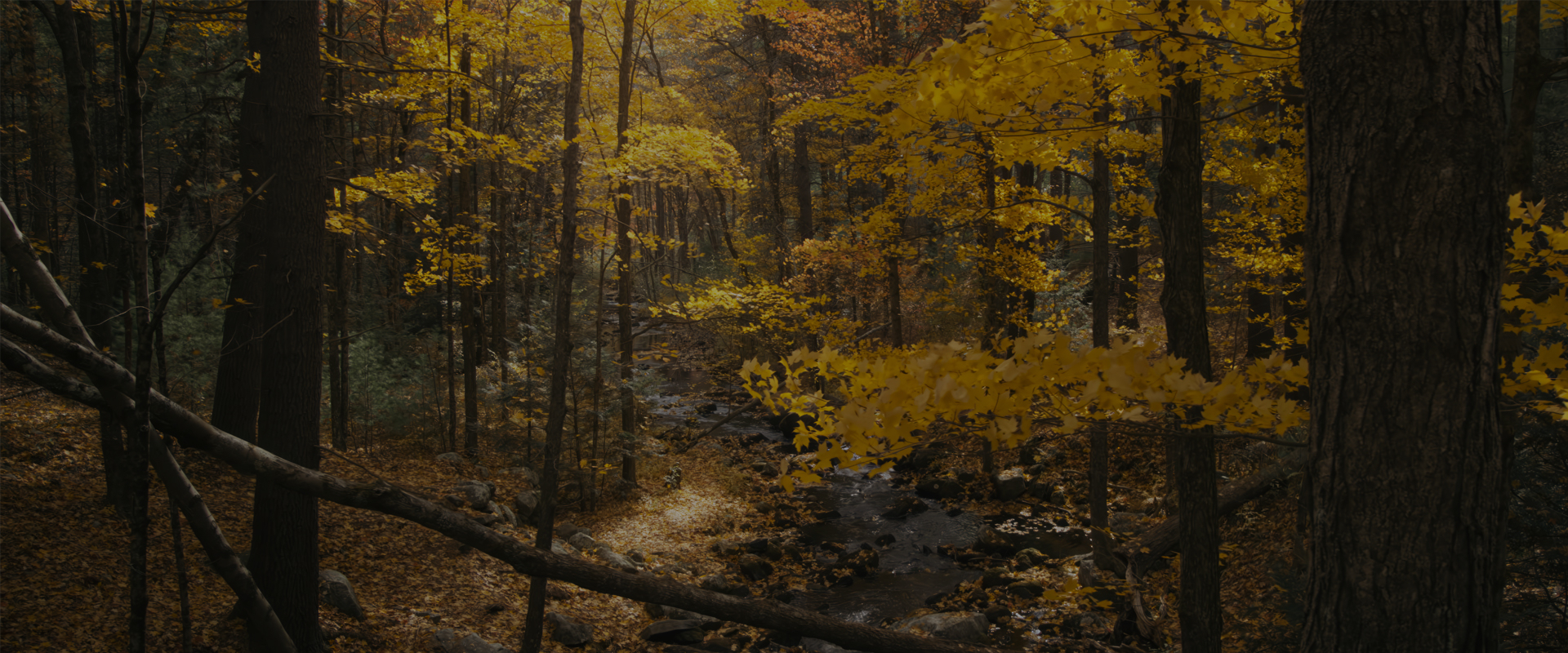 New England's Wildlife Wonders
