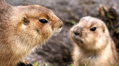 The Animal Within: Nature's Perfect Biological Machines