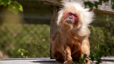 Monkey Life — Episode 2
