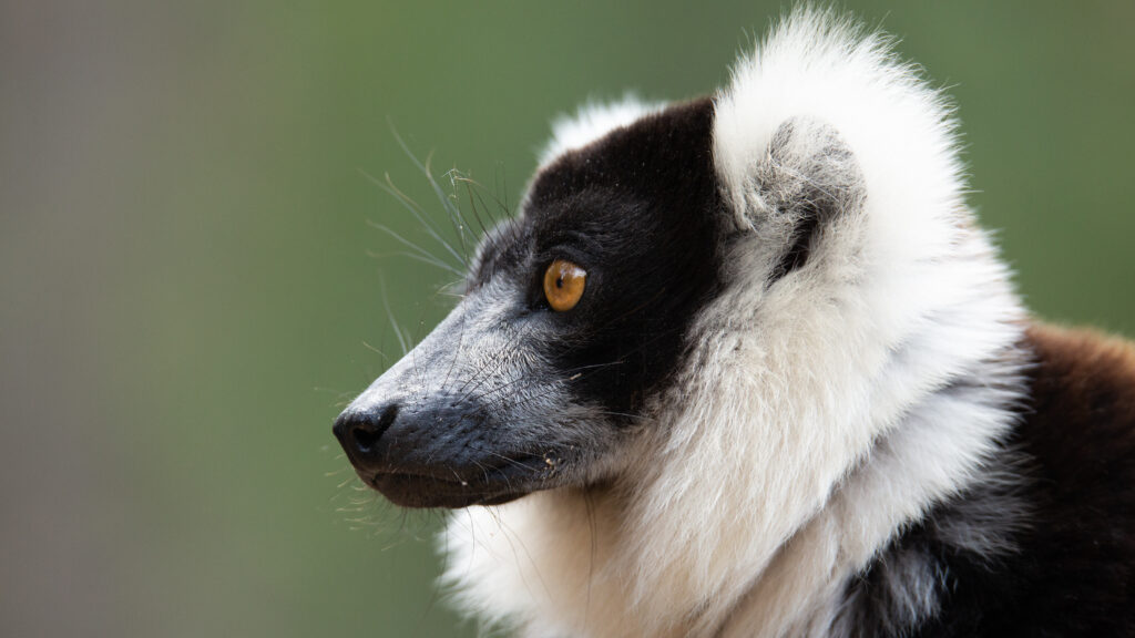Madagascar: Africa’s Galapagos — S1