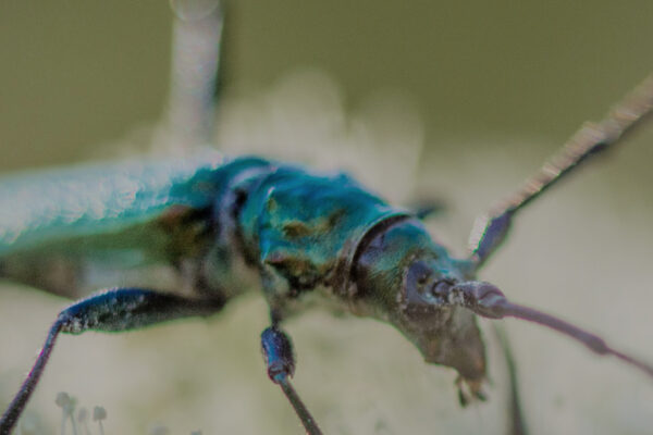Fabulous Insects