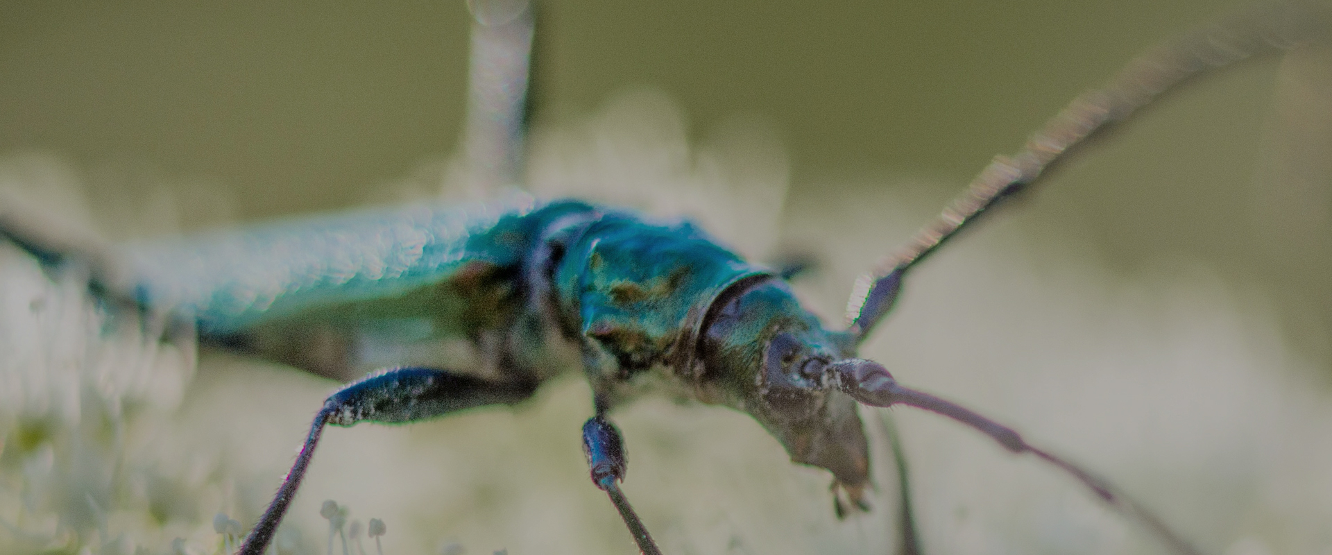 Fabulous Insects