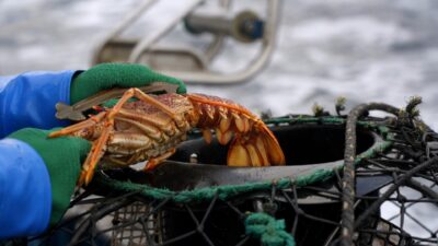 Aussie Lobster Hunters — Episode 5