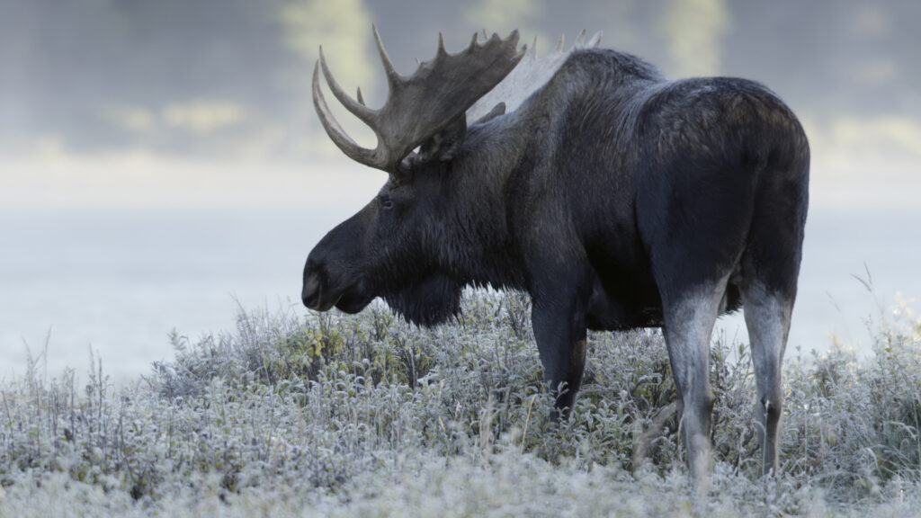 Wild Canada — S1E4 — Winter