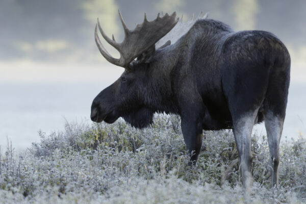 Wild Canada