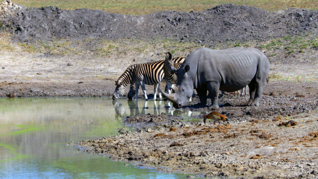 Massive Africa — S1E5 — MalaMala