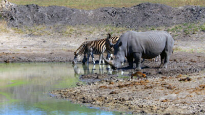 MalaMala