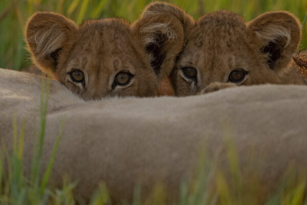 Big Cats, Small World