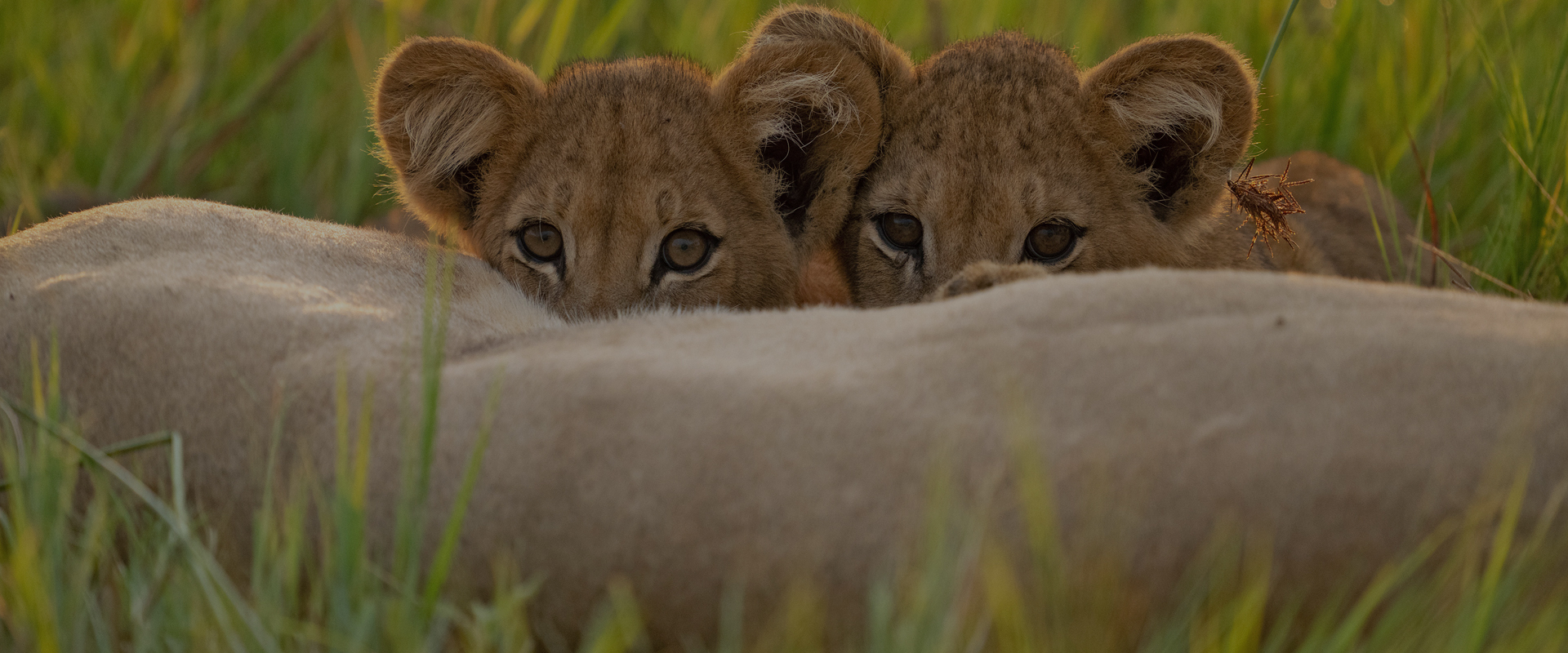 Big Cats, Small World