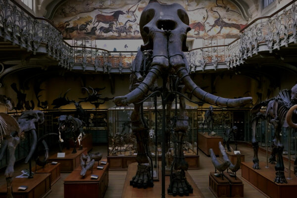 In the Footsteps of the Giant Mammoth