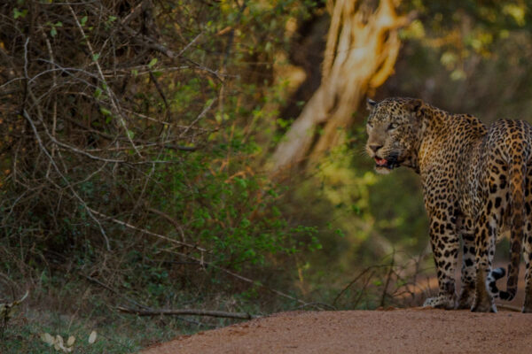 The Science of Big Cats