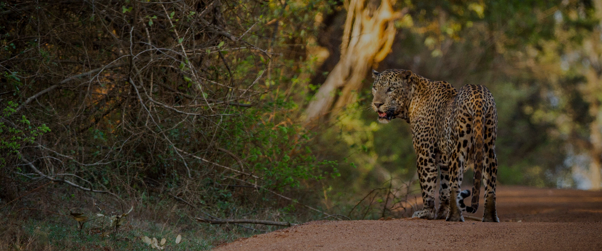 The Science of Big Cats