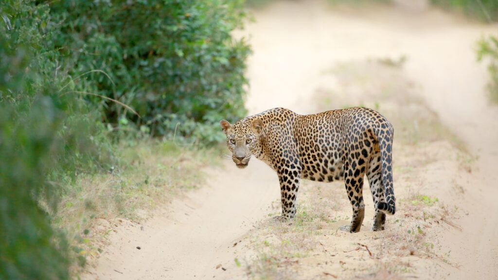Wild Sri Lanka: Realm of the Leopard — S1