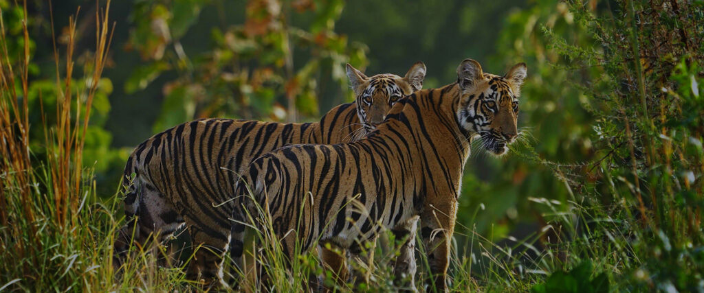 Tiger Legacy — S1E4 — Tiger Legends
