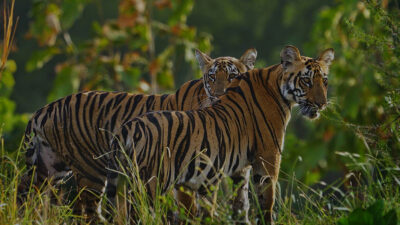 Tiger Legends