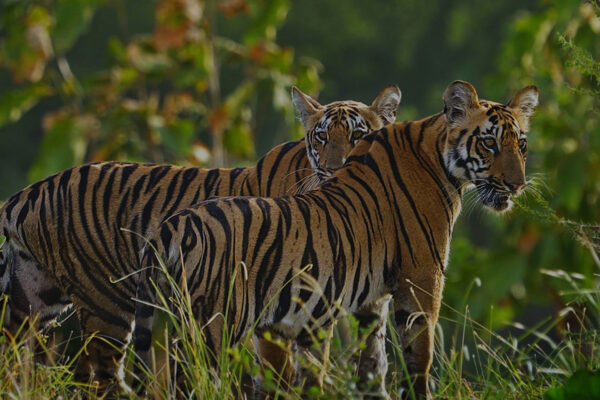 Tiger Legacy