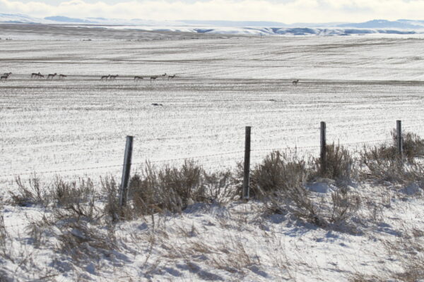 America's Wild Border: Northern Exposure