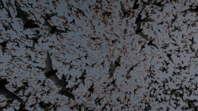 Flight Path