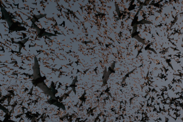 Airborne