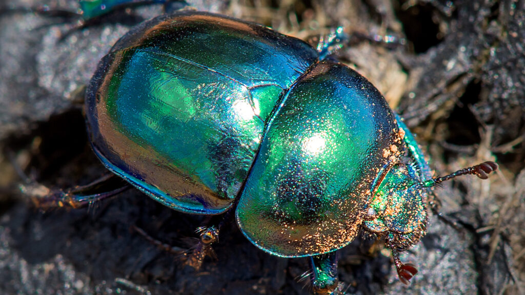 Fabulous Insects — S1E2 — Beetles