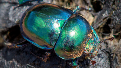 Beetles