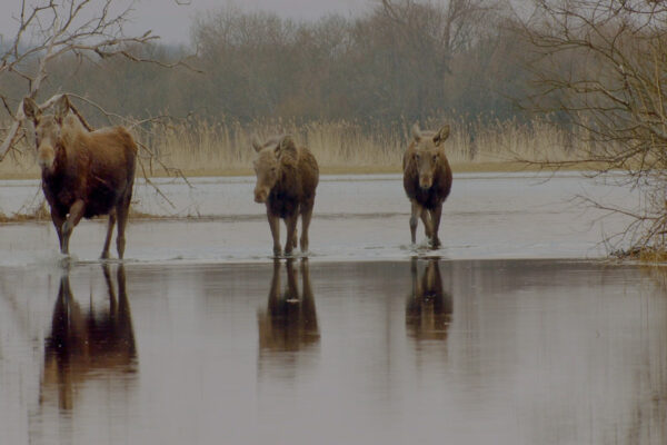 Matsalu Moose: Wild Giants of the Baltics