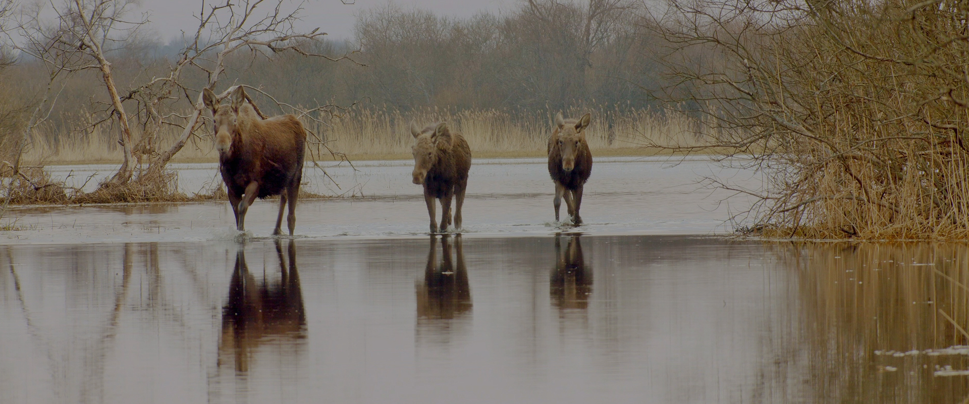 Matsalu Moose: Wild Giants of the Baltics