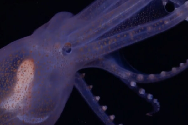 Monsters of the Deep
