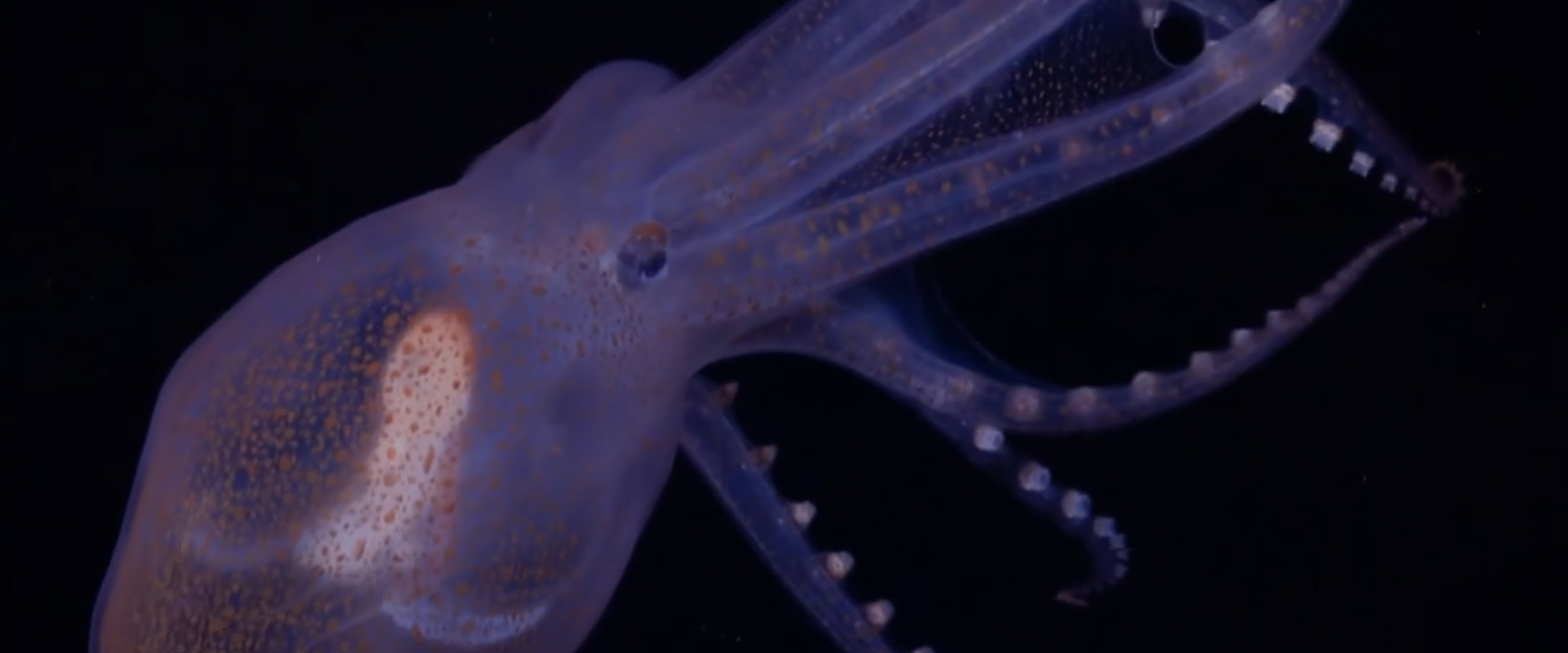 Monsters of the Deep