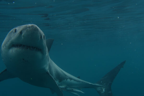 Boss Shark