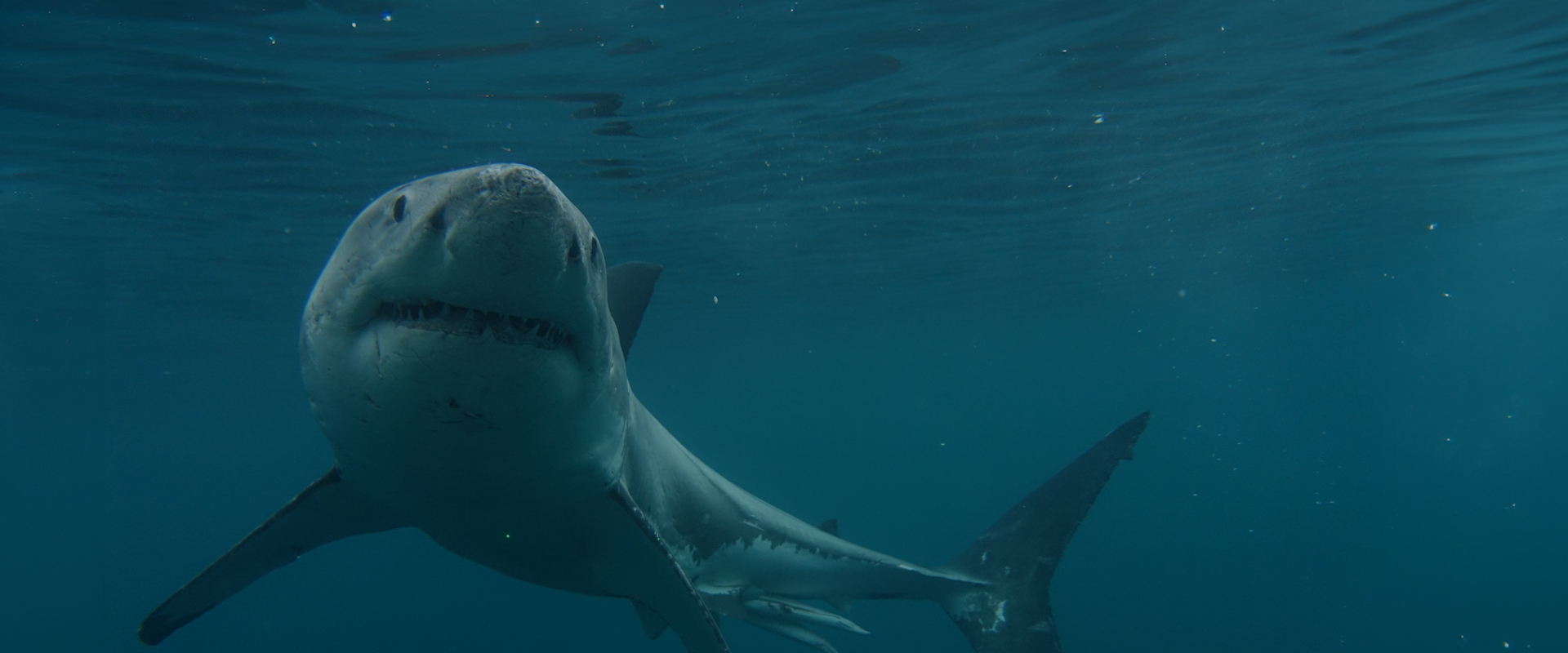 Boss Shark