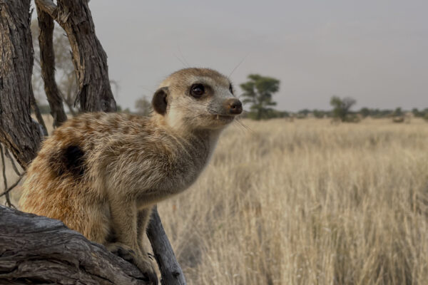 Nature's Leading Ladies